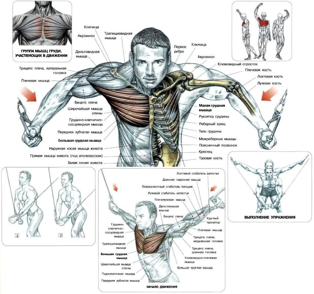 как прокачать грудь для мужчин фото 33