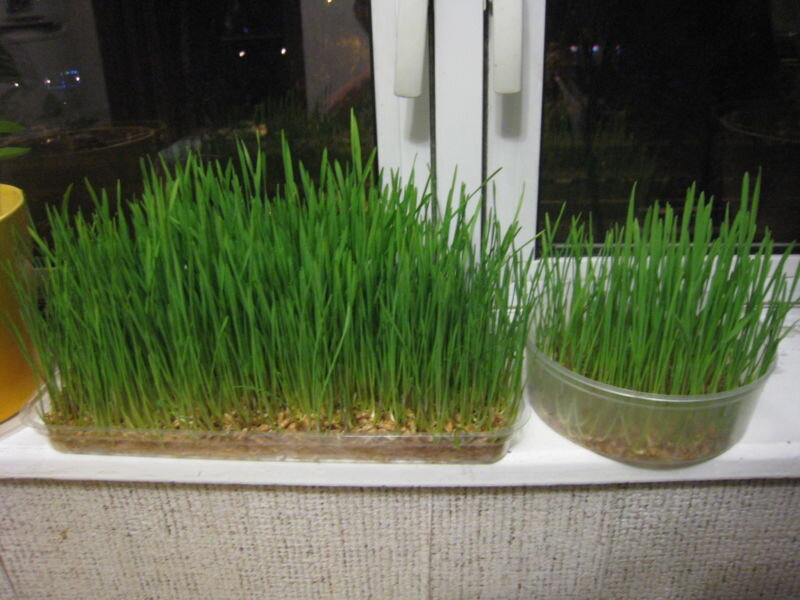 Как вырастить зеленый лук на подоконнике