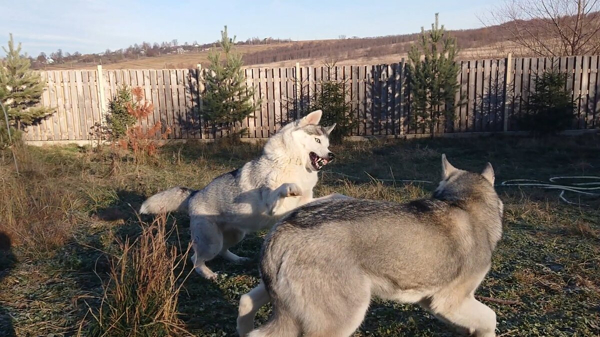 Зверь баба))