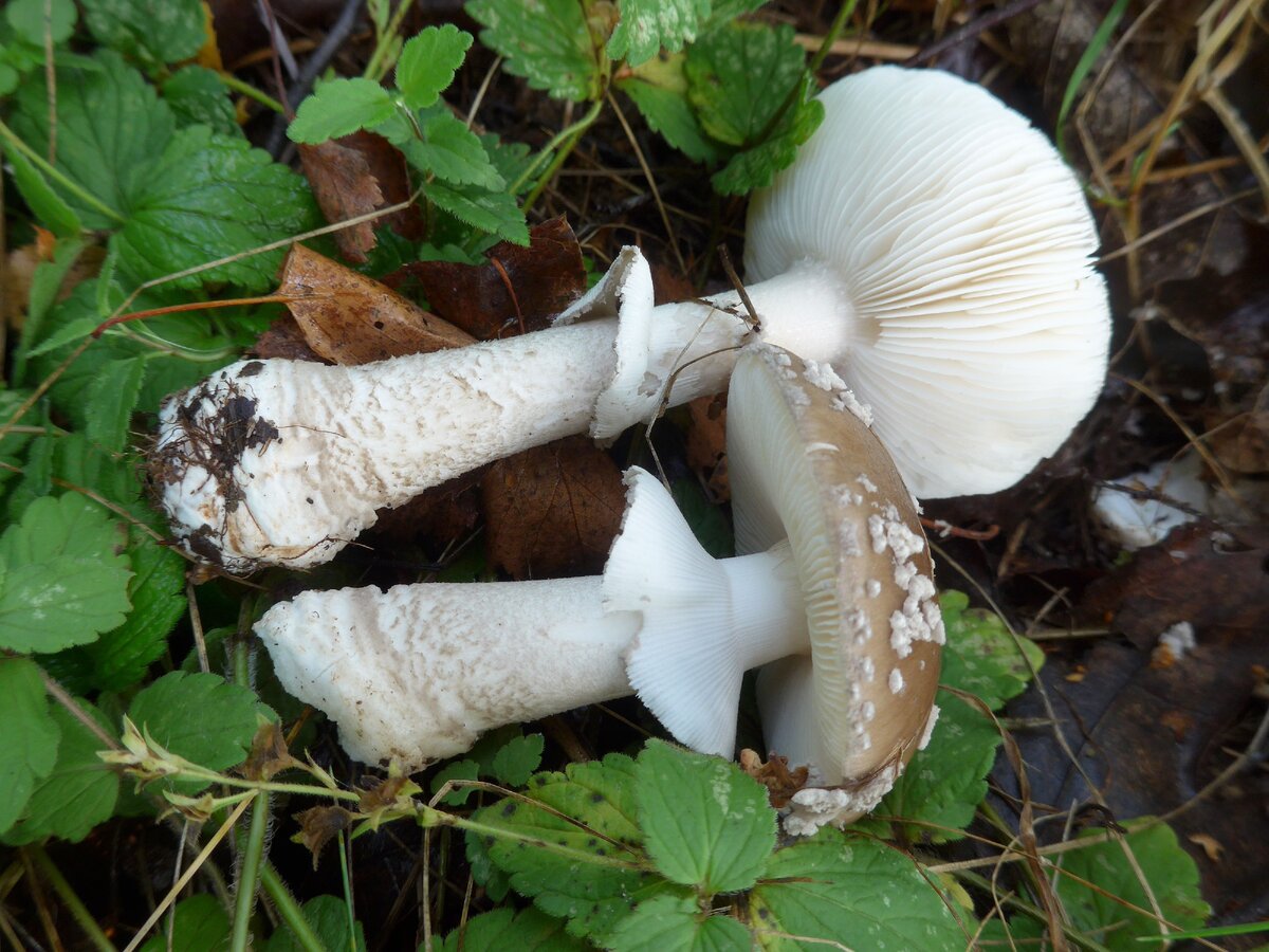 Мухомор толстый Amanita Excelsa