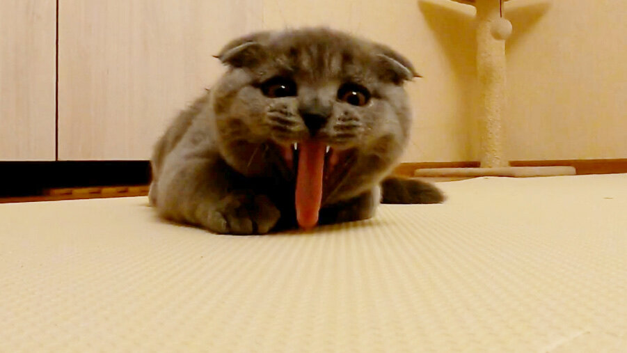 Воть вам, с вашими сюрпризами. Кот Космос