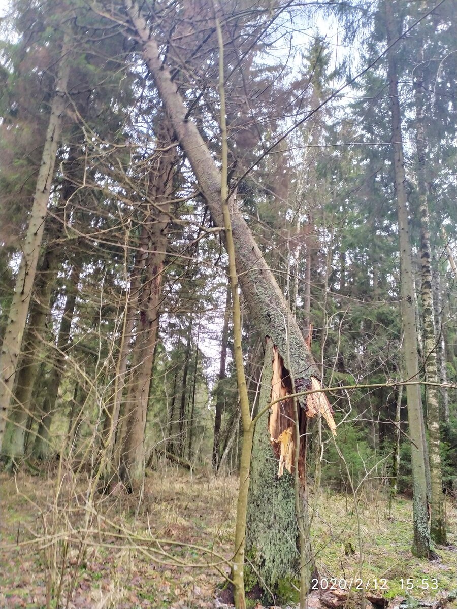 Самое чистое место у нас в лесу