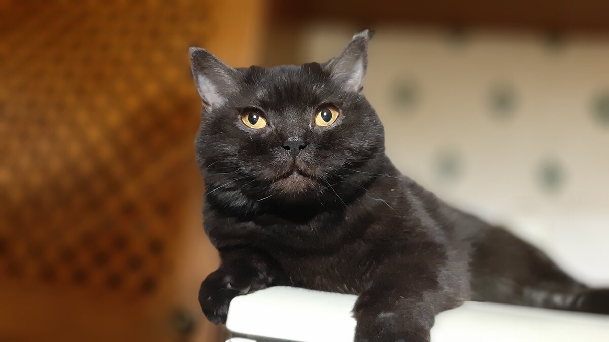 "А у тебя точно есть квартира? Иначе с тобой жить не буду" - говорит Кошкинья