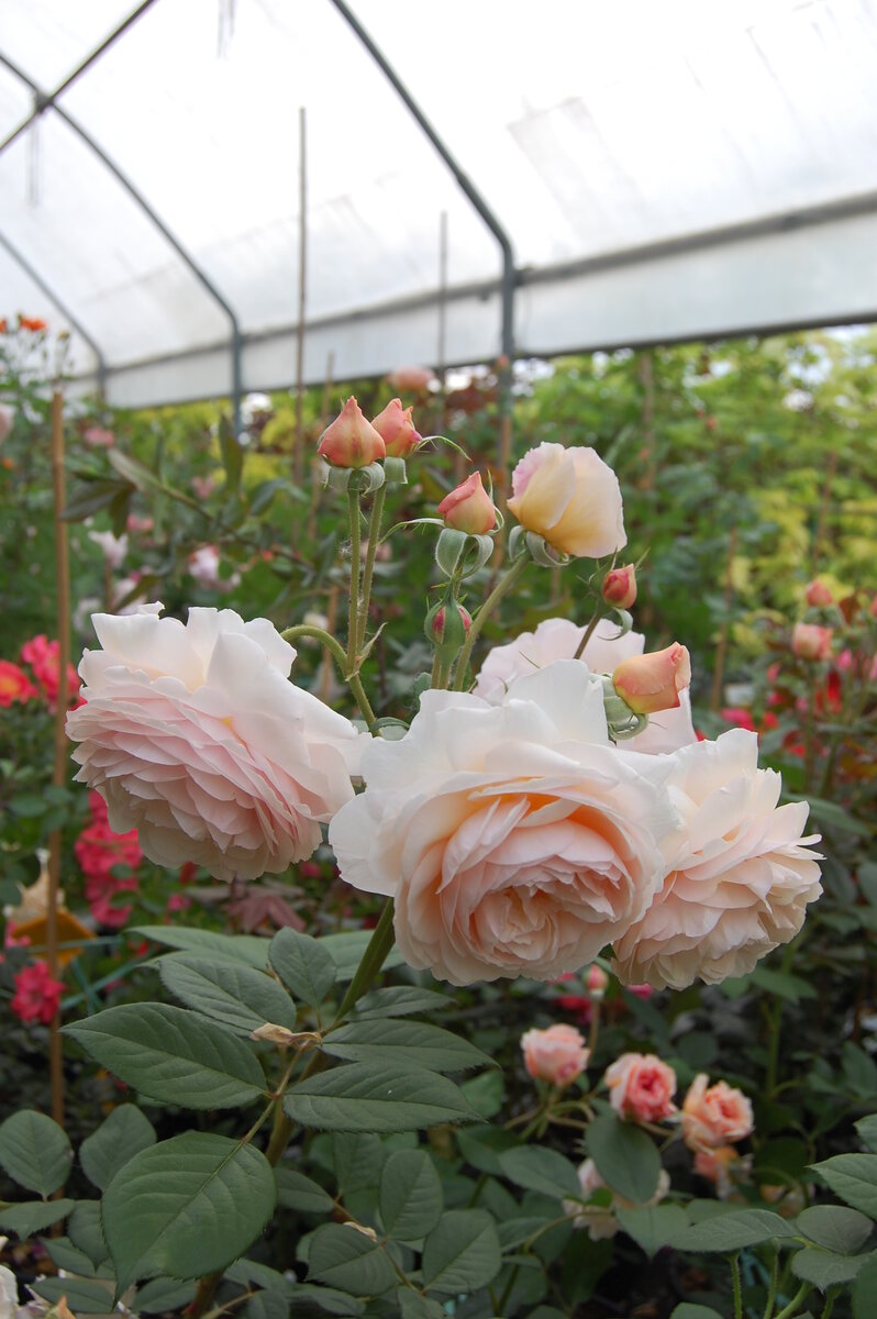 A Shropshire Lad (AUSled, Э Шропшие Лэд)