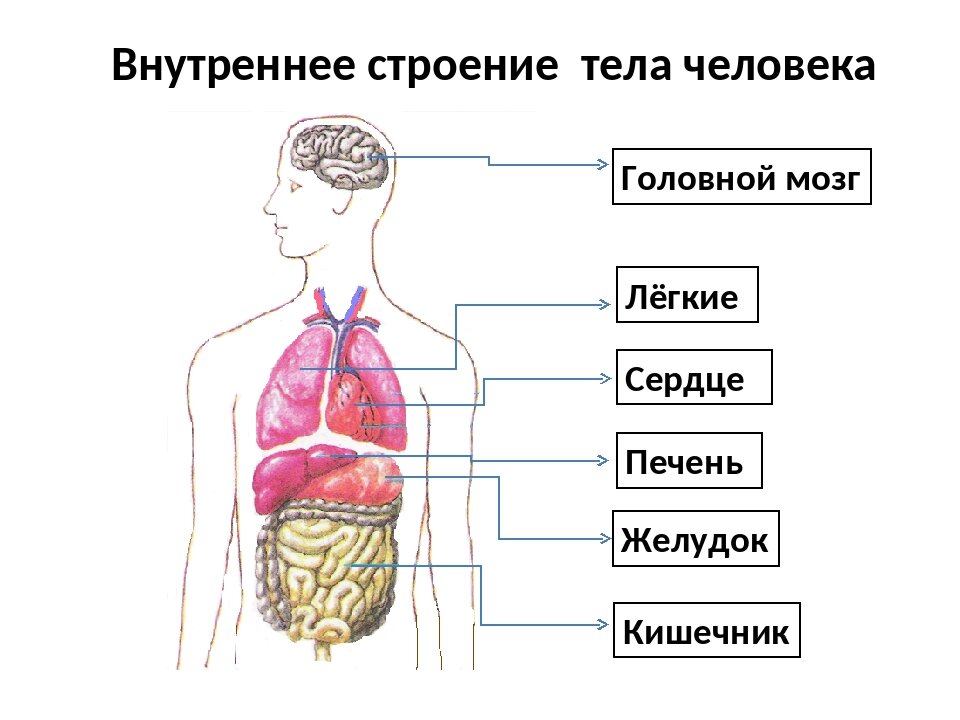 Органы человека схема 2 класс. Строение внутренних органов. Внутреннее строение тела человека схема. Схема строения человека внутренних органов 2 класс.