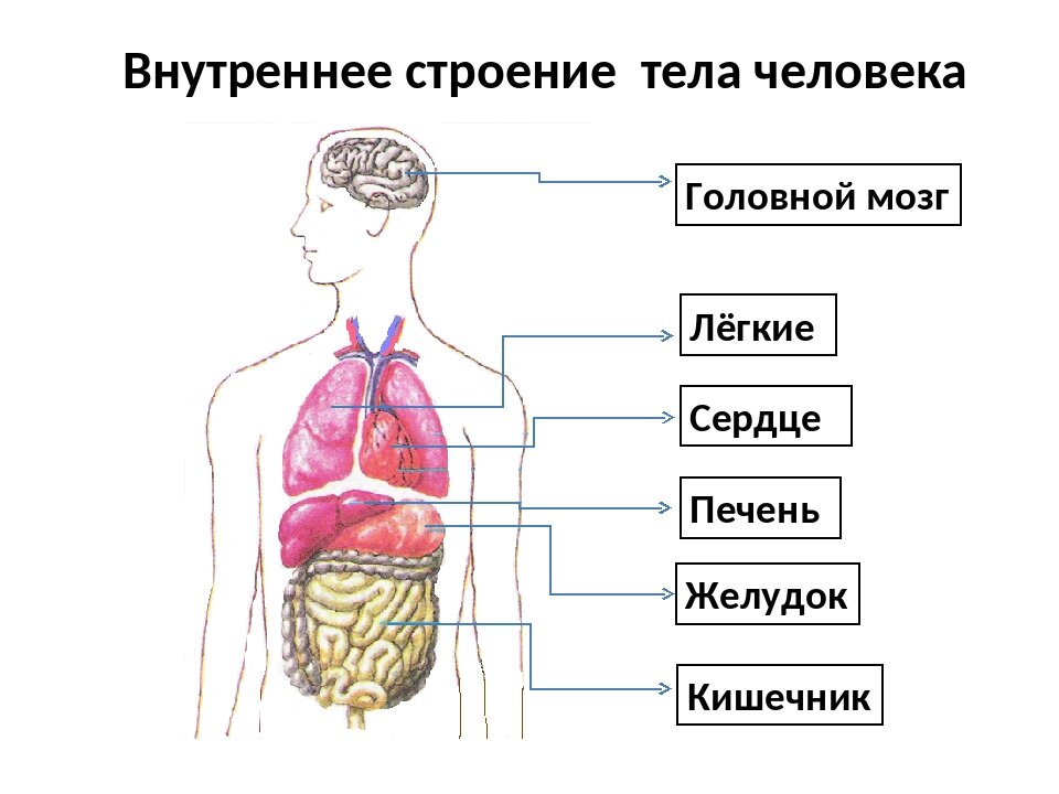 Определите систему органов человека. Структура строения человека. Строение организма человека органы. Схема строения органов человека. Строение человека подписать органы.