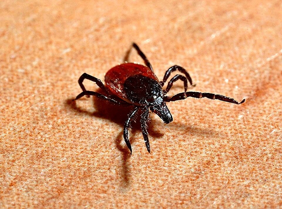 вот он - маленький, но опасный!