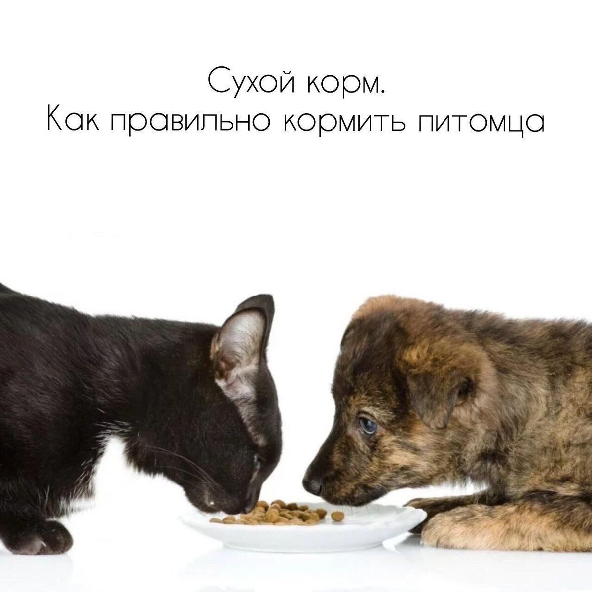 Схема кормления кошек. Рацион питания кошки. Норма сухого корма для котят 2 месяца. Схема кормления щенка 2 месяца натуралкой. Роял канин для кошек таблица кормления котят.