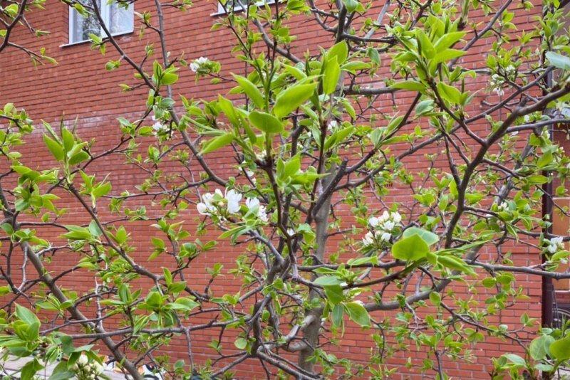 Цвета на груше немного и хотелось бы, чтобы груш было столько же, сколько цветов