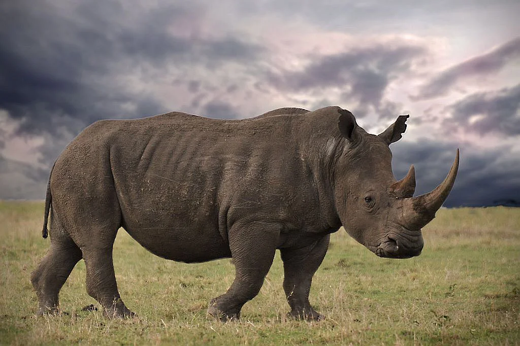 Носорог это какое животное. Африканский белый носорог. Носорог с острова Ява. Носорог Эфиопия. Мощный носорог.
