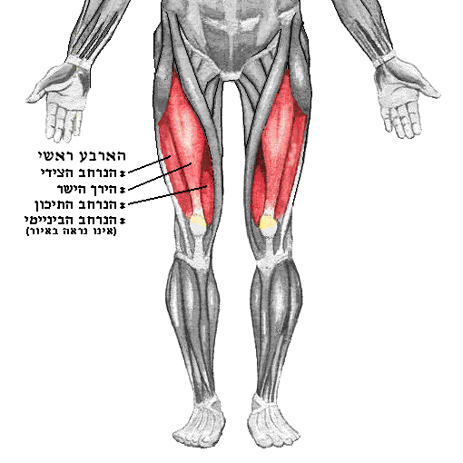 Quadriceps femoris мышца