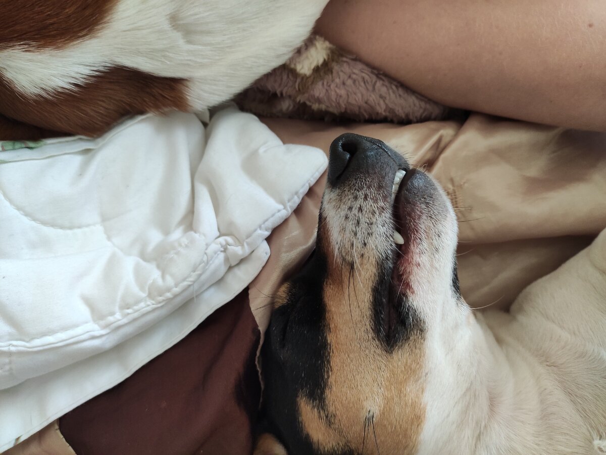 Вот так с улыбкой мы спим после прогулки