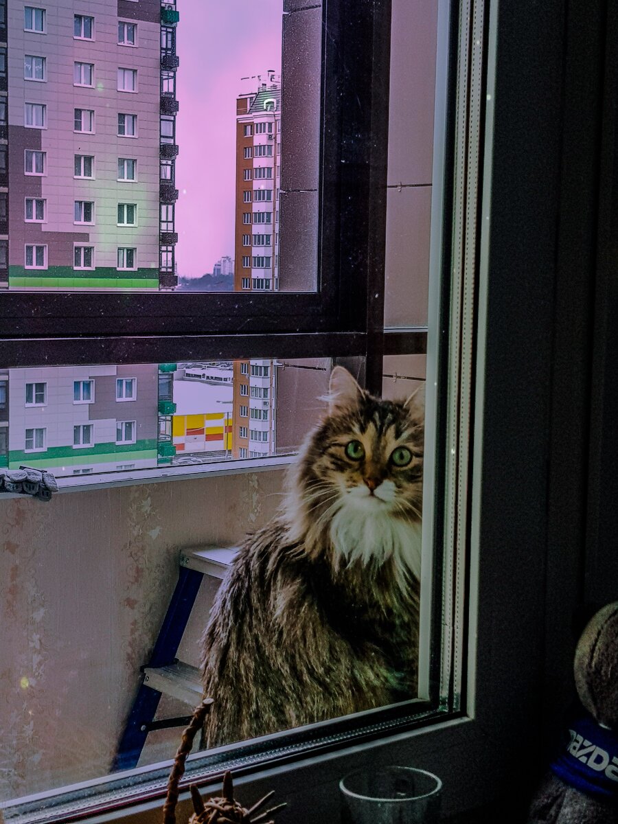 кот не мой, просто в гости заходил 