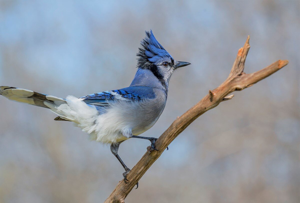 Bluejay. Голубокрылая Сойка. «Голубые сойки». Голубая кустарниковая Сойка. Сойка пересмешница птица.