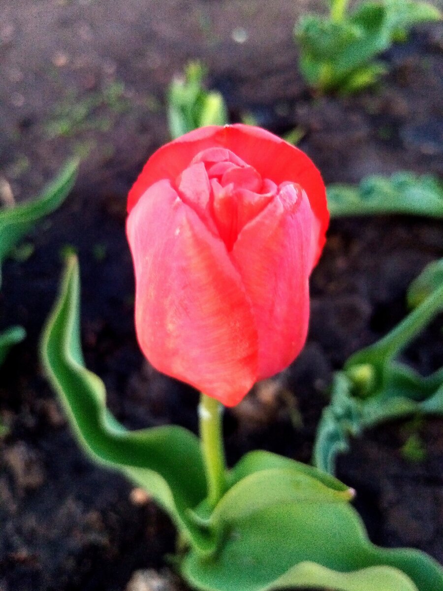 Почему тюльпаны падают. Волнистые листья у тюльпанов. Столон тюльпана. Наблюдение фотонастии у тюльпанов. Соцветие тюльпана фото.