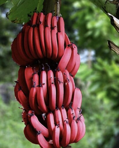 Красные бананы, имеют латинское название Musa acuminata 'Red Dacca’