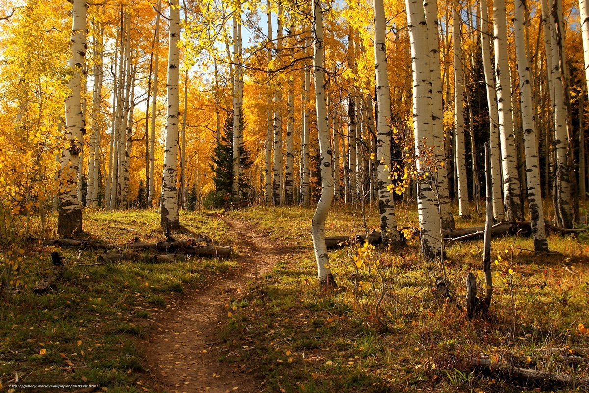 Источник фото:  https://avatars.mds.yandex.net/get-zen_doc/1781308/pub_5f466799e0f8444dc7faf087_5f466824ecbbbd2811f7263f/scale_600