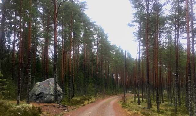 Не  очень удачное фото, но атмосферу лесных дорог на Койонсаари передает