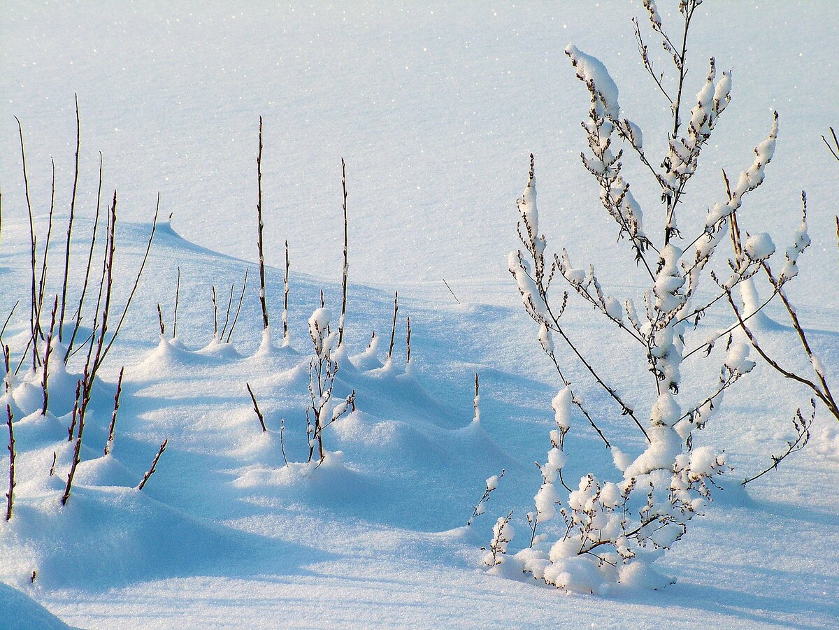 Фото: pixabay