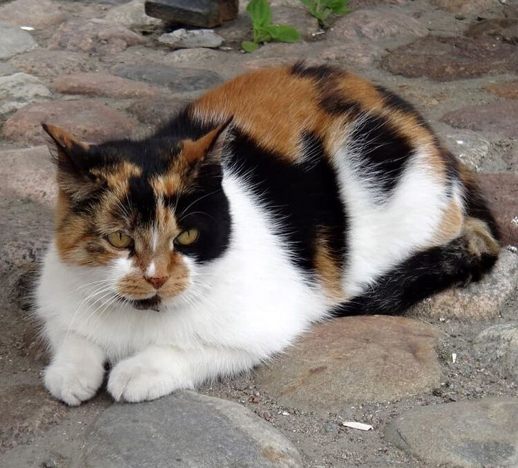 Кошка Капитолина из Петропавловского собора. Фотография экскурсовода Анны Соболевой instagram.com/anna_spb_guide