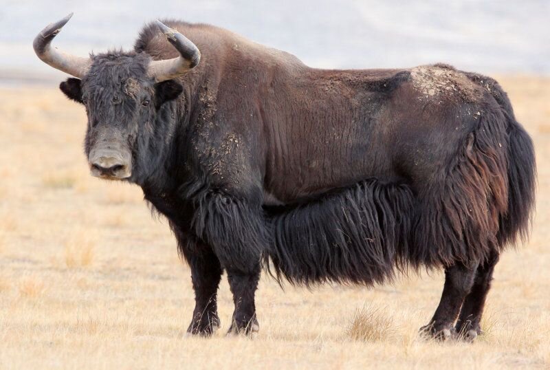 Картинка из Интернета, а не с бескрайних алтайских  долин