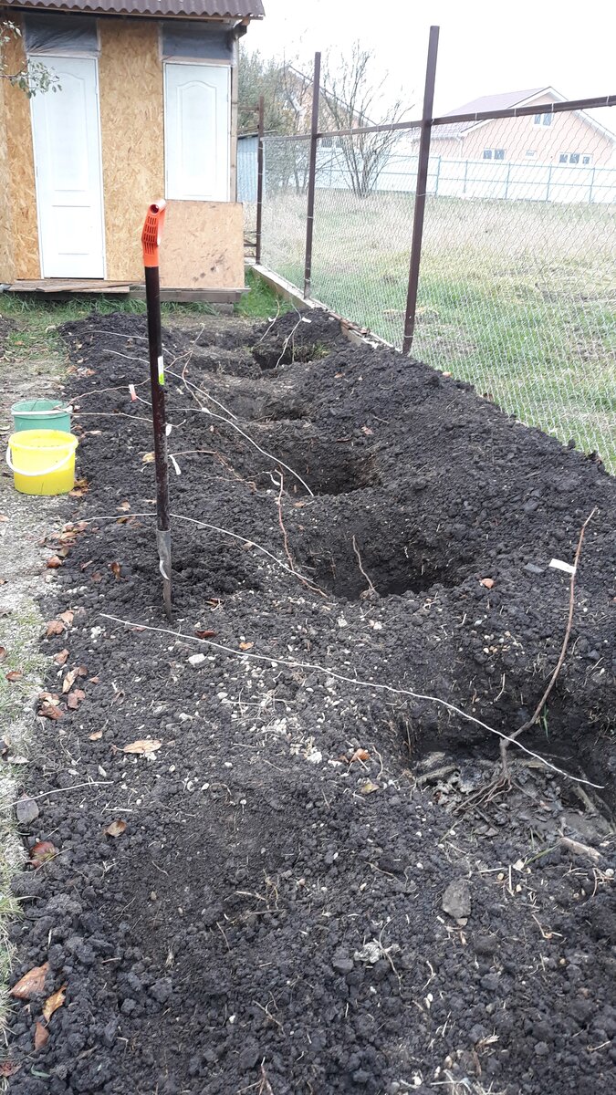 заткнули проволоку вместе с саженцами, чтобы зафиксировать их вместе.