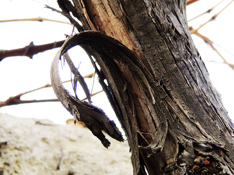 Когда я впервые обнаружила на штамбе винограда отслоившуюся кору, да не просто отслоившуюся , а висевшую "лентами", то испытала шок. Тогда я была уверена, что виноград подмерз , потому как дело было весной. и его ждет незавидная участь.Но забегая вперед, скажу, что куст до сих пор прекрасно растет и дает хорошие урожаи.