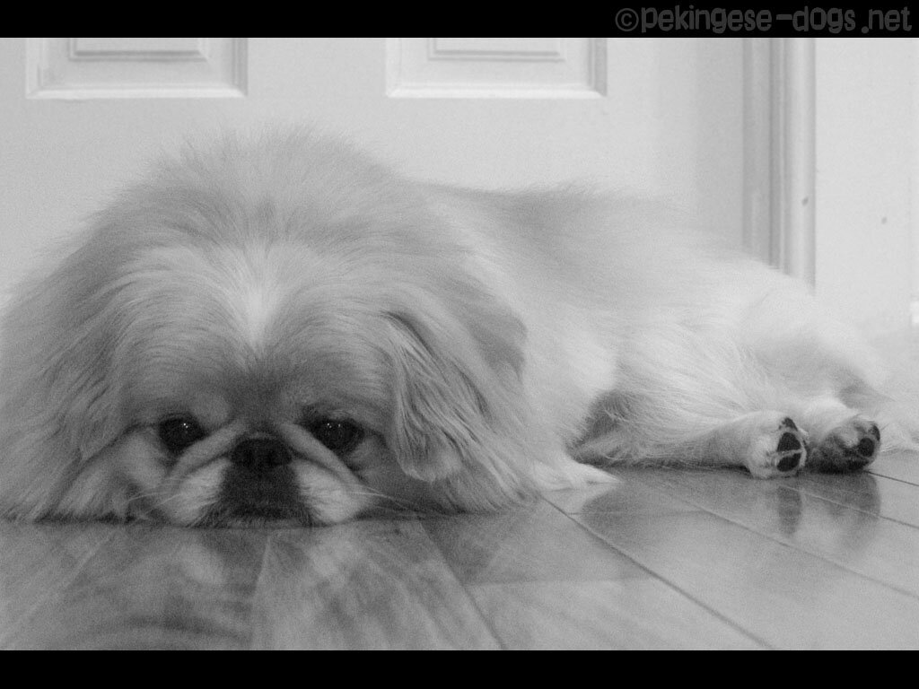 Яндекс картинки http://ru.dogwallpapers.net/pekingese/sad-pekingese-dog-wallpaper.html