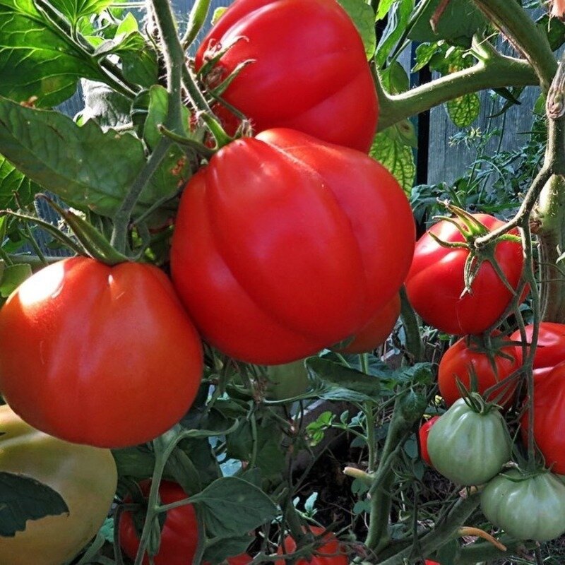 Фото https://www.instagram.com/p/B7YxmiPIZ6Z/