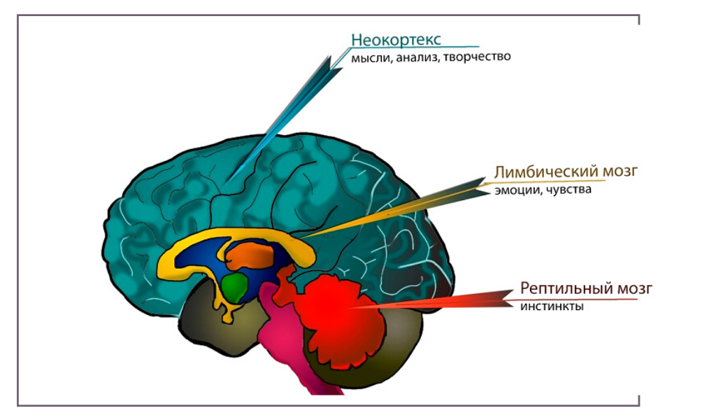 Уровни организации мозга