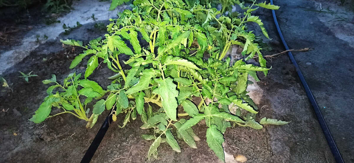 А это, куст с основной грядки