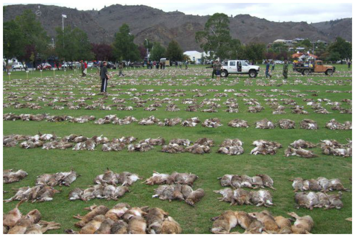 Среди популяции кур из 200 особей 9. Кролики в Австралии Нашествие. Зайцы в Австралии. Зомби кролики в Австралии. Остров кроликов Окуносима.