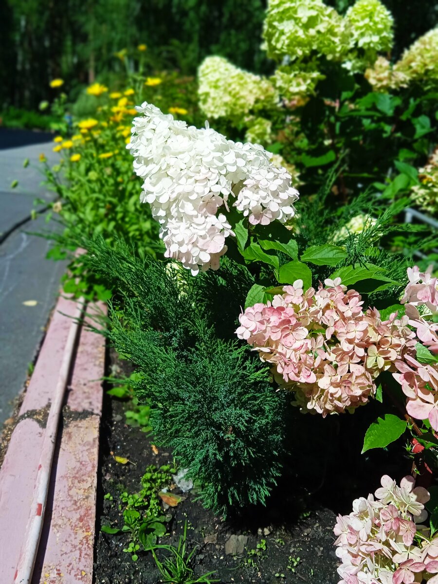 Цветы Зухры радуют отдыхающих