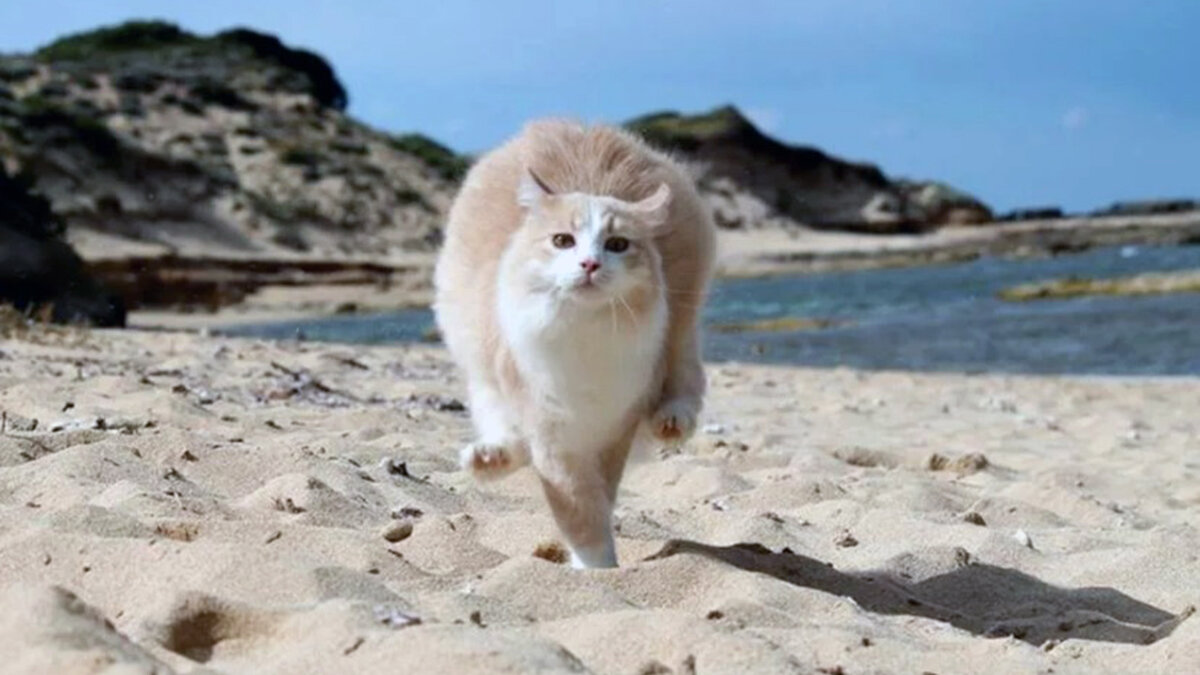 источник фото: aroundpet.ru