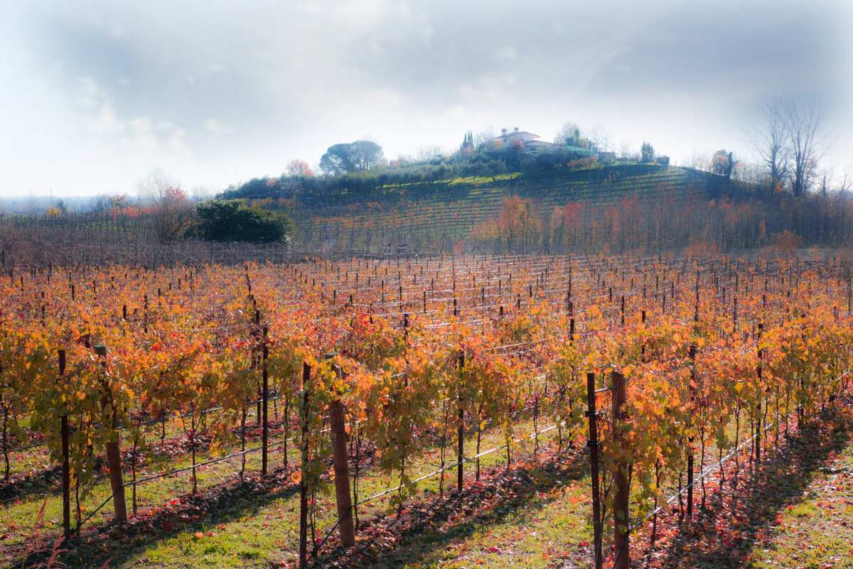 Consorzio Prosecco DOC