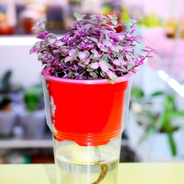 В таком виде мои красавицы отправляются в новый дом. Дальше, о необходимости фитиля,  уже решает хозяйка.  Фото и коллекция автора masteritayaplants