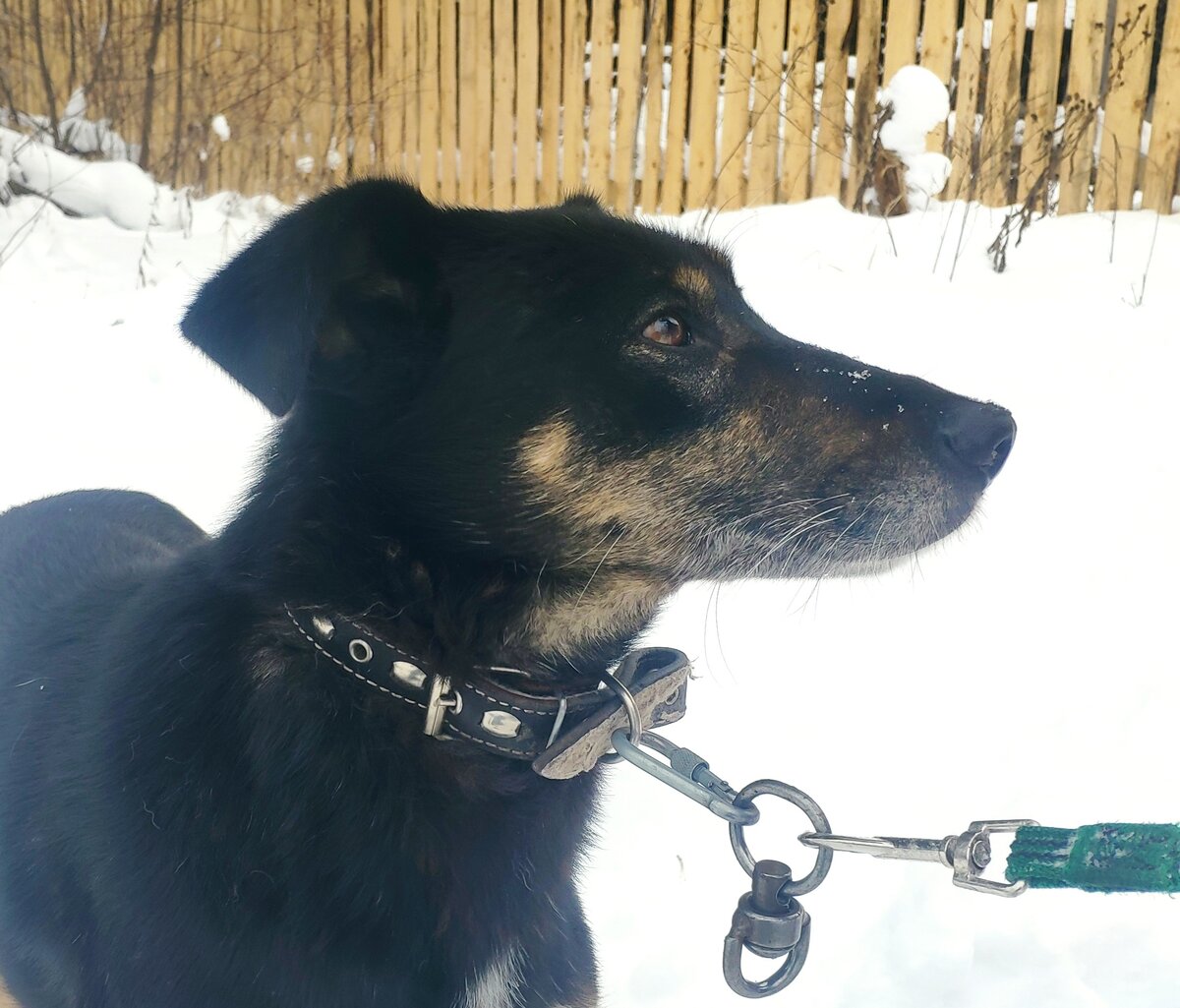 Марта ( бывшая Мата Хари) проверяет   качество  и прочность забора )))