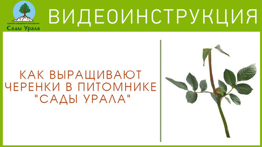 Как выращивают черенки в питомнике «Сады Урала»