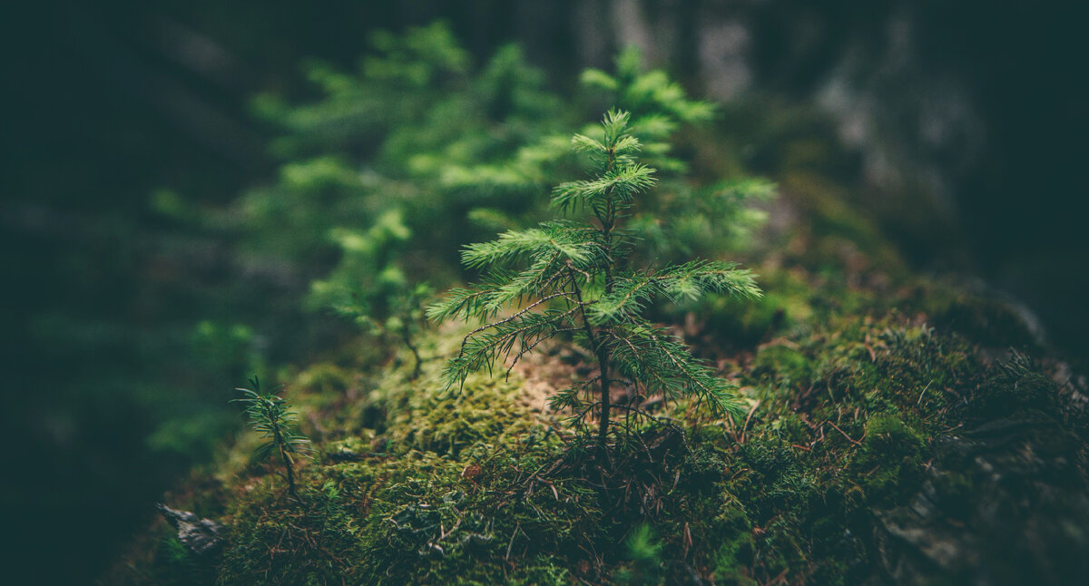 фото со свободного ресурса https://unsplash.com, автор Matthew Smith