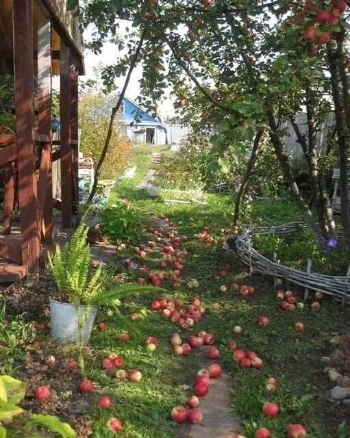 Картинка из интернета. Лето иногда пахнет ароматом яблок)))