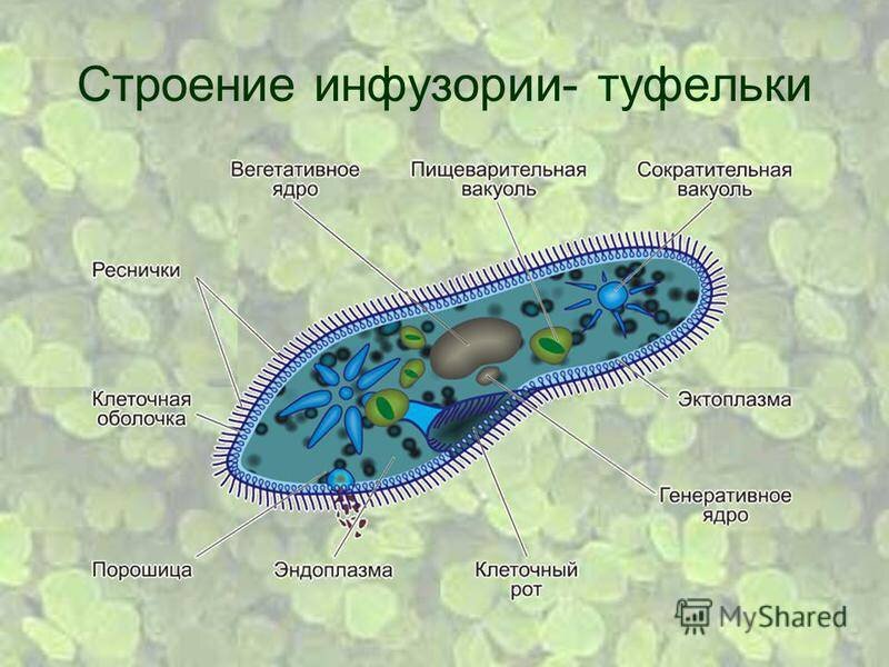 Модель по зоологии Инфузория-туфелька