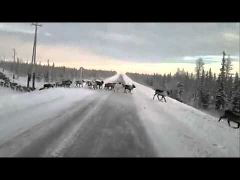 Переход стада  через  зимник.