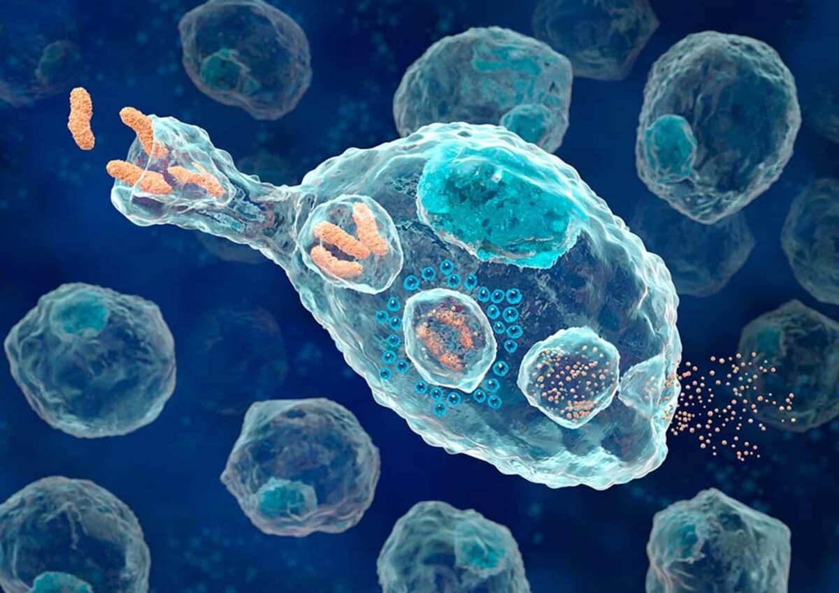 На фото: фагоцит поглощает бактерии. Source: www.biotecnika.org 