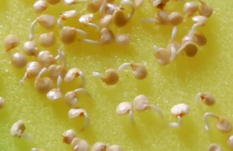 Семена перца