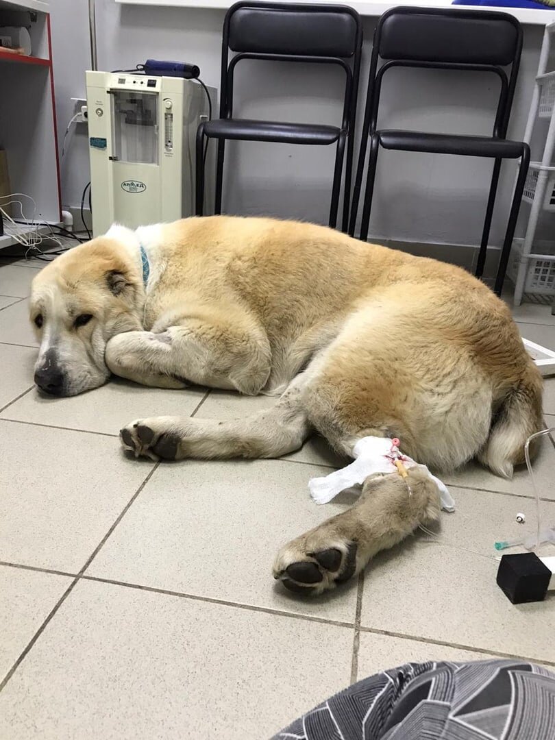 Такой вот грустный пациент, а все потому что его перекормили костями.Источник фото - группа нашей ветеринарной клиники: https://vk.com/wall-57916402_3870