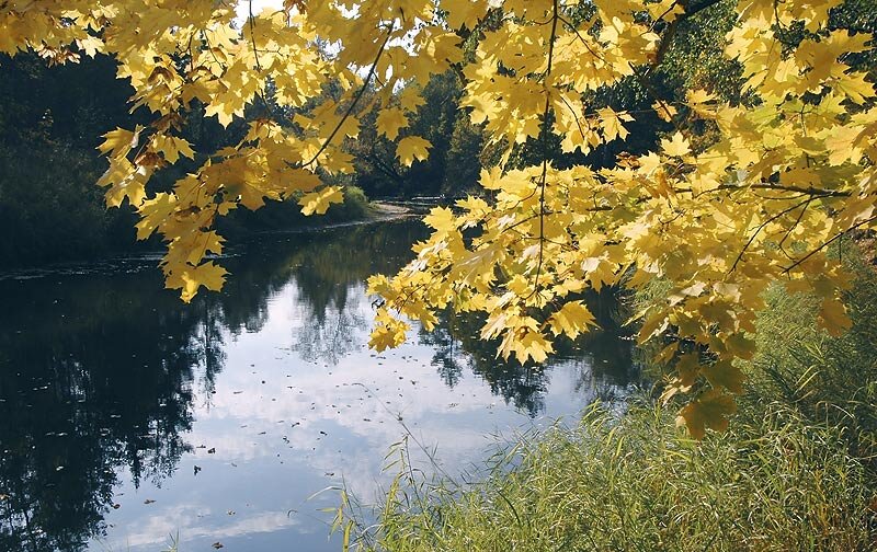 Осенний шумит. У тихони речки рос кудрявый клен,. Клен у реки. Клен над рекой. Клен шумит.