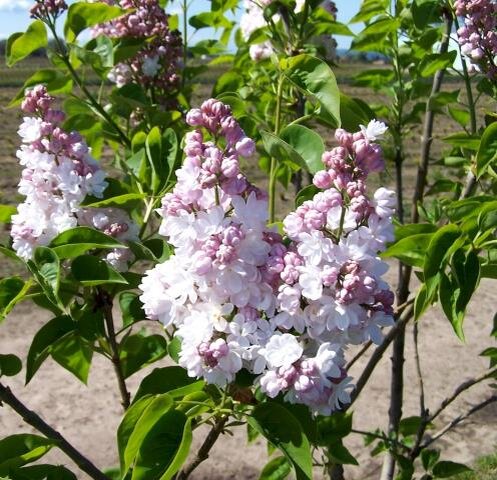 Сирень в саду Аллы Малаховой