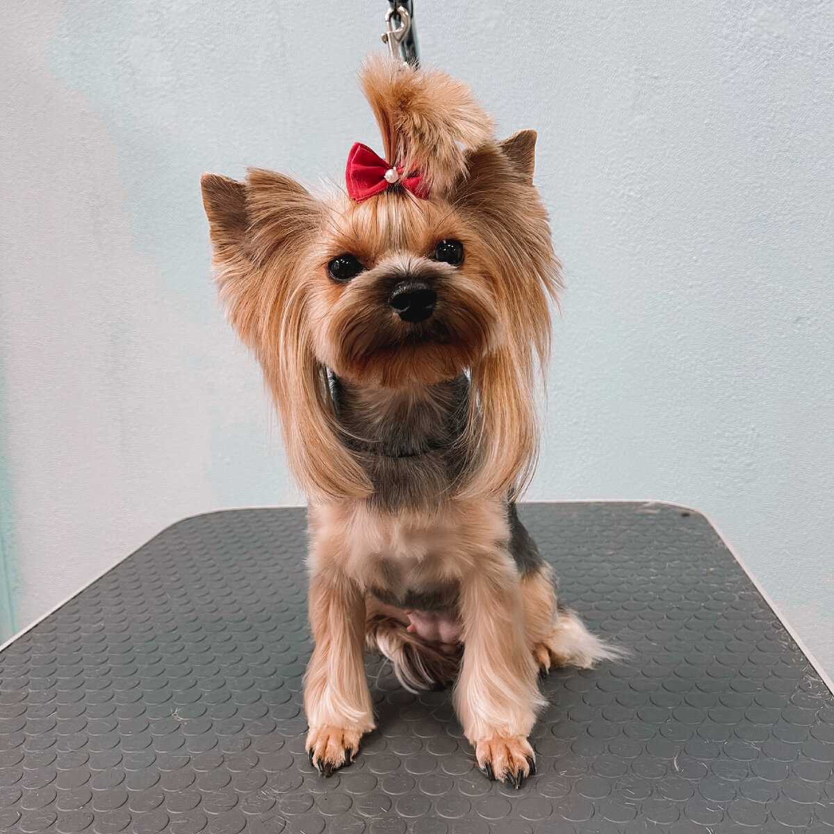 Короткая мордочка, роскошные ушки и выбритые лапки. Йорк стрижка