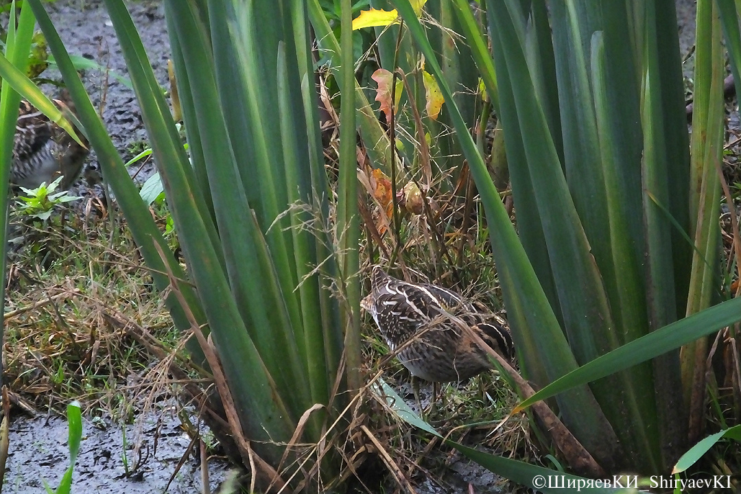 Бекаса видите?