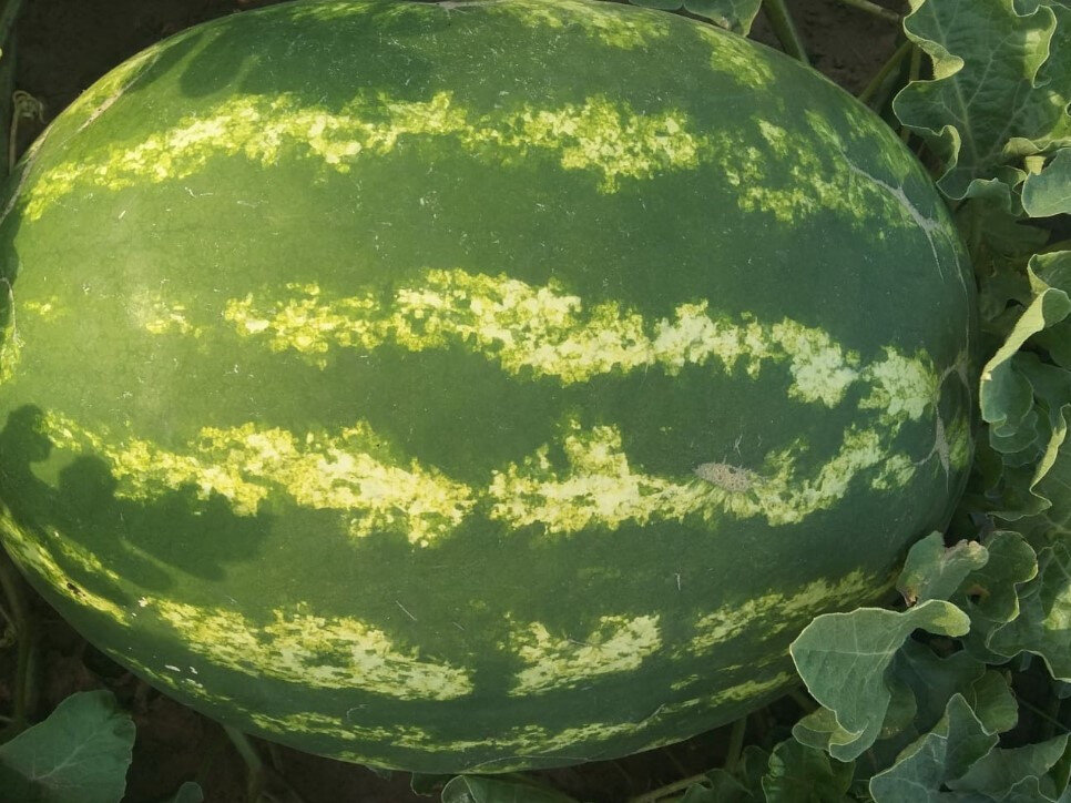   Минсельхоз Ставропольского края